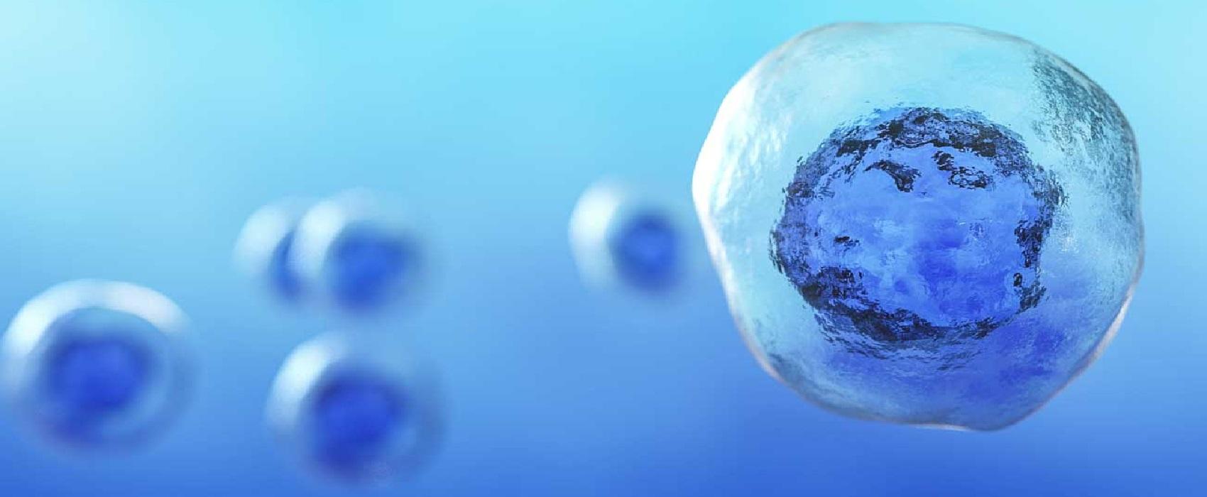 imagem de Debate: 24h de células-tronco