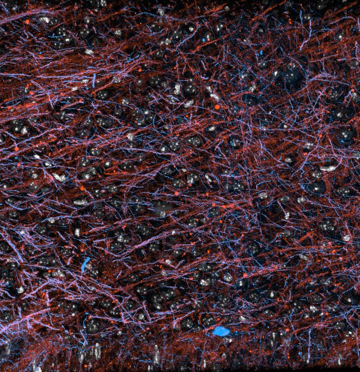 imagem de IDOR participa de encontro internacional de neurociências