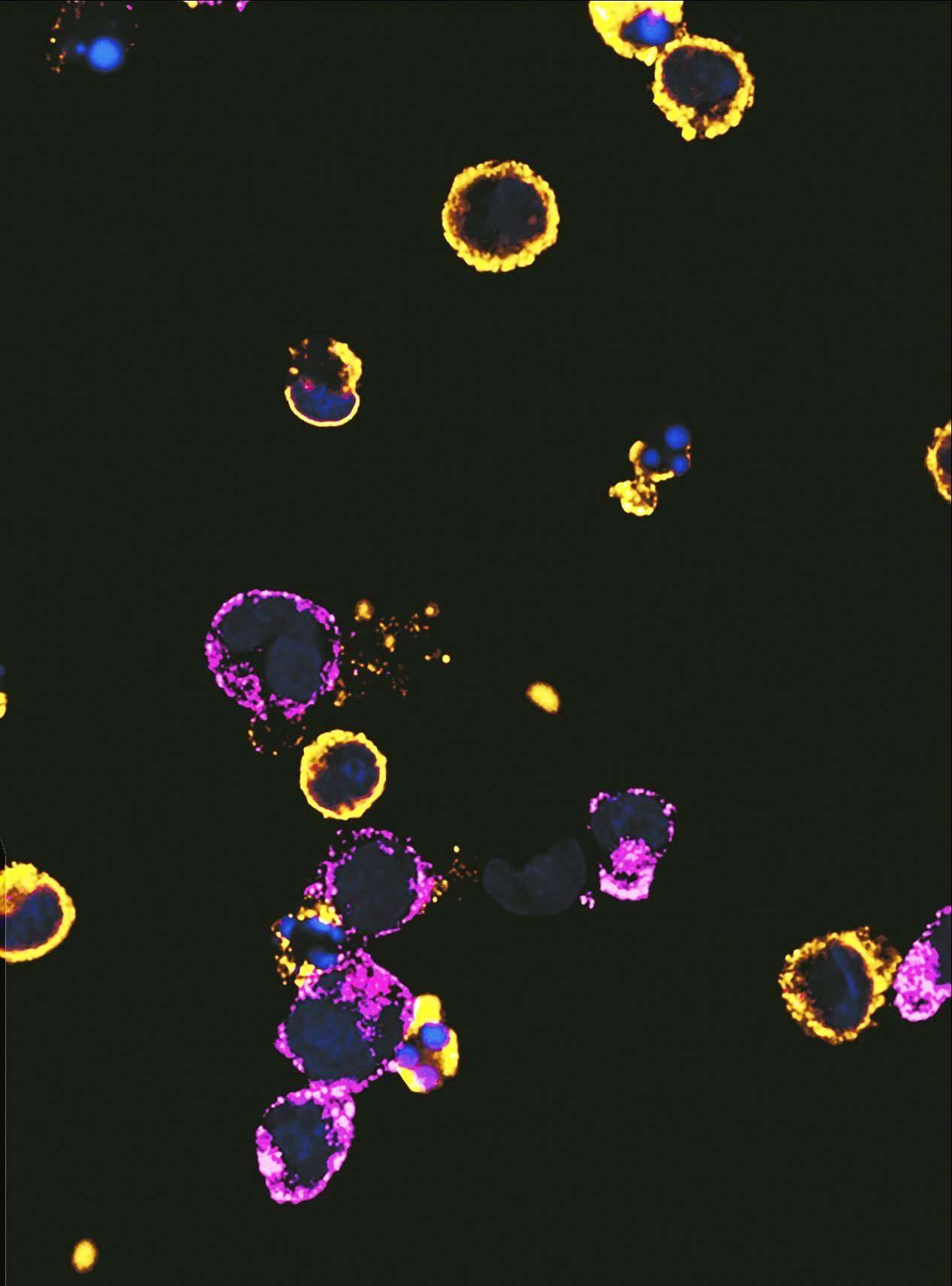 imagem de Na guerra contra a dengue, a defesa é o melhor ataque