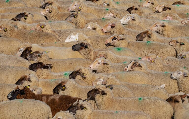 imagem de Contaminação voluntária por coronavírus traz mais riscos do que imunização