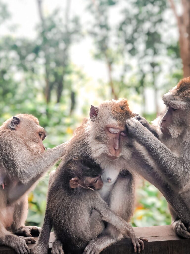 imagem de Nova vacina é capaz de imunizar primatas contra a Covid-19