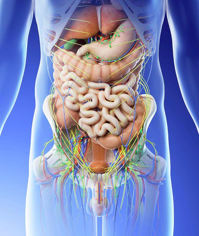 Dr. Rodrigo Vianna compartilha experiência em transplantes intestinais e hepáticos no IDOR