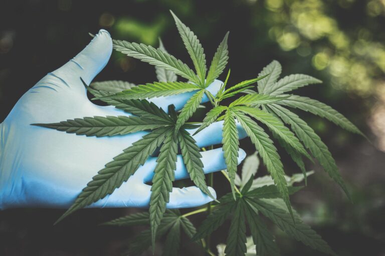 imagem de Guia da Farmácia - IDOR e Entourage Phytolab fazem estudos com Cannabis medicinal
