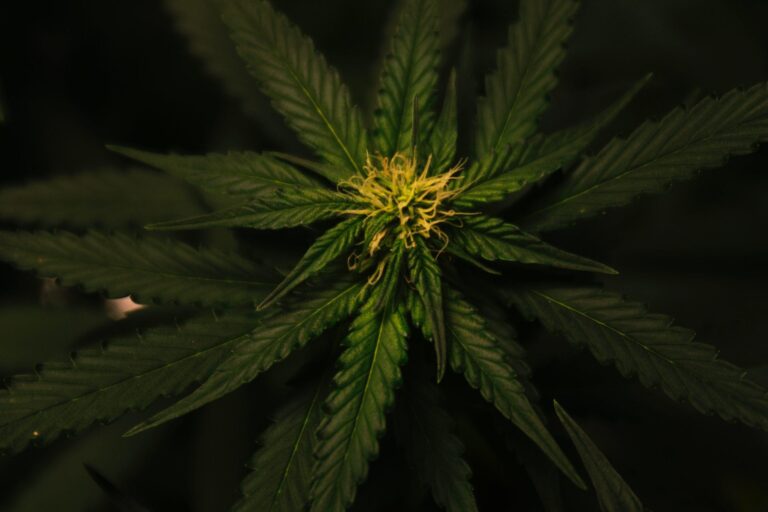 imagem de Estadão - Minicérebro auxilia a testar tipos de cannabis
