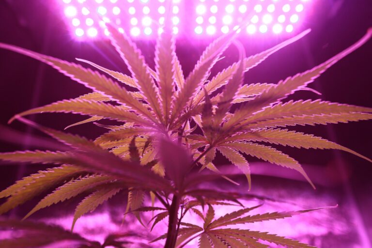 imagem de SEGS: Debate sobre início do cultivo regulamentado da cannabis no Brasil está no centro da segunda edição do Cannabis Thinking