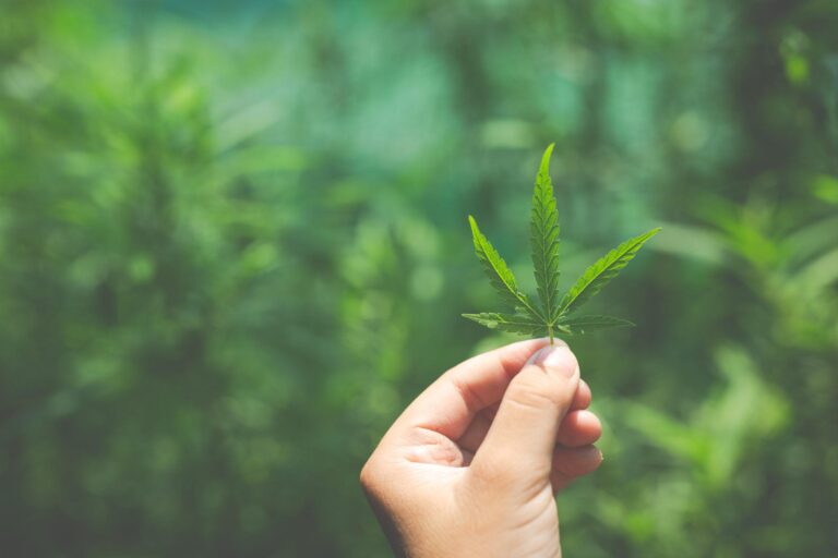 imagem de SEGS: Cannabis Thinking Week oferece conteúdos gratuitos sobre potencial medicinal e industrial do cultivo da cannabis no País