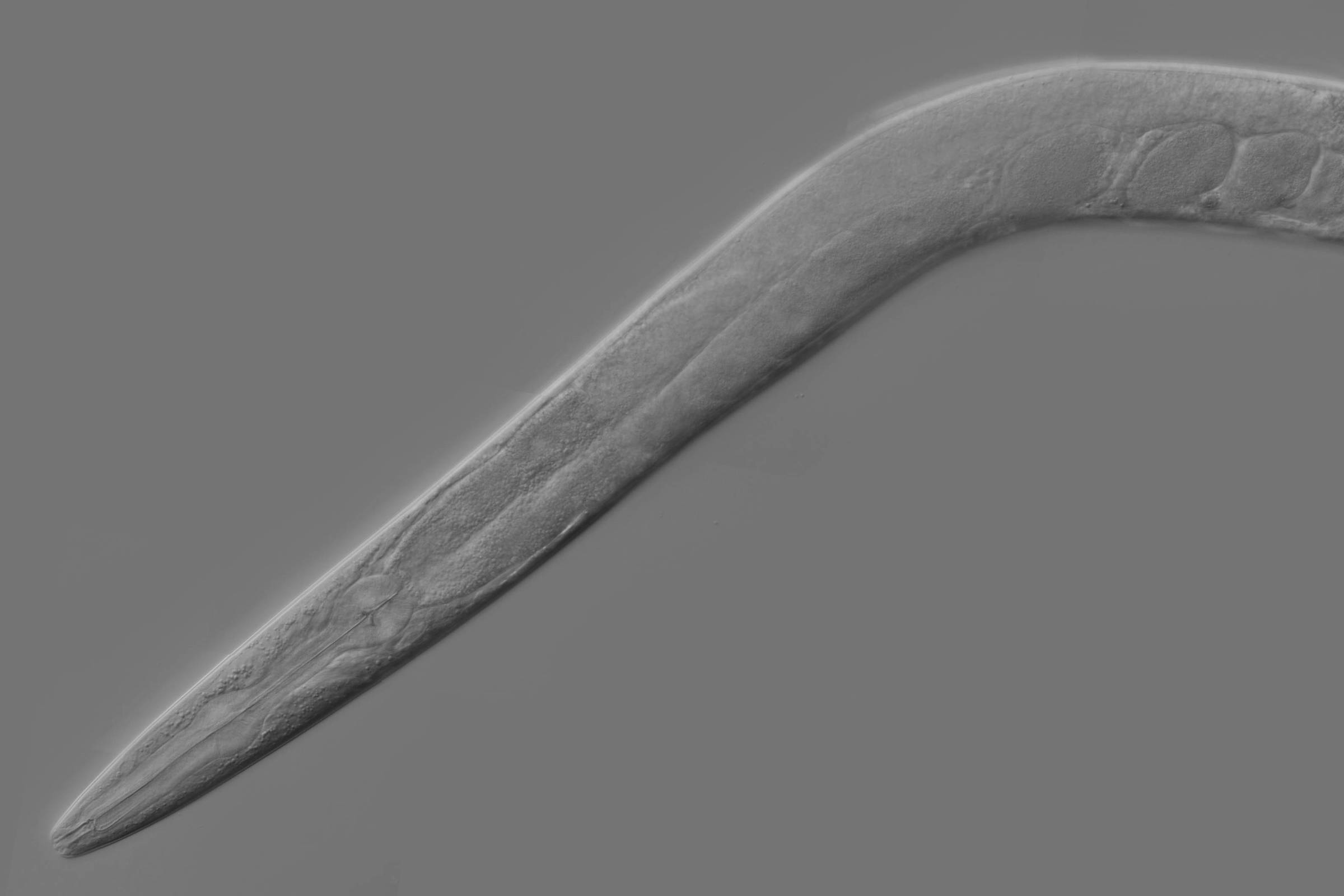 imagem de Folha: Verme elegante vive mais e melhor com LSD