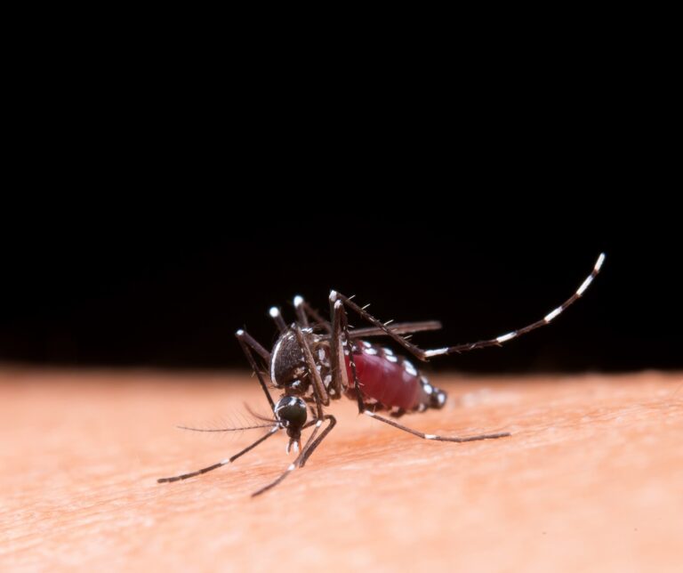 imagem de G1 | Fantástico: Os 10 anos da epidemia da zika: o que a ciência já descobriu sobre o vírus