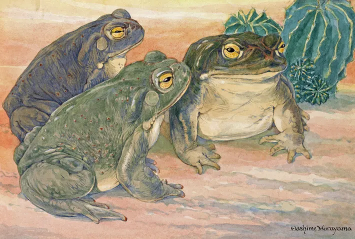 imagem de National Geographic Brasil: O veneno do sapo bufo: como age o potente alucinógeno produzido por esse anfíbio