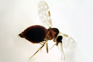 imagem de Estudo aborda vigilância genômica do vírus Oropouche no Brasil